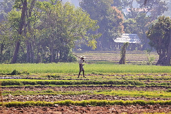 rýžové pole, inle jezero, barma, krajina, pole, kultura, Myanmar, Asie, rolník, zemědělec, rýže