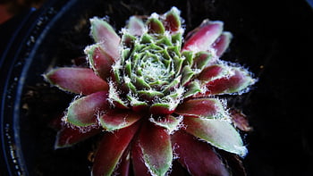 succulento, natura, pianta, flora, pelliccia, botanica, Sempervivum, Semprevivo, serra di lamiera spessa