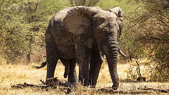 ελέφαντας, Τανζανία, serengeti, φύση, ζώο, άγρια ​​ζωή, Αφρική, ελέφαντες, των ζώων