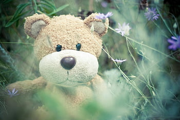 brun bamse, plysj bamse, frodige vilde blomster, Nostalgisk scene, legende scene, bamse i blomster, bamse udendørs, Teddy Bear Photography, bamse i naturen, bamse i haven, bamse i vilde blomster
