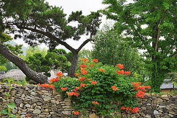 campsis, květ, Korea, tradice, Soul, tradiční, kultura, Příroda, jaro, cestovat, hanok