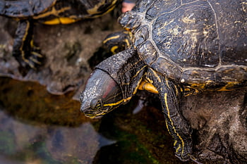 turtle, tortoise, turtle Shell, reptile, shell, animal, wildlife, nature