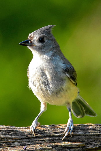 pták, všívaný titmouse, ornitologie, volně žijících živočichů, ptačí, pěvec, druh, Příroda, zvíře, peří