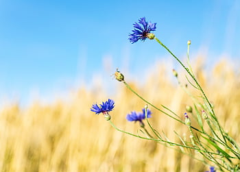 コーンフラワー、 ワイルドフラワー、 花の牧草地、 花、 咲く、 自然、 フローラ、 青、 工場、 夏
