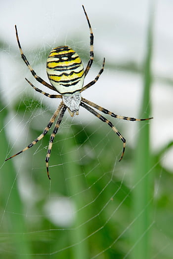 žlutý zahradní pavouk, vosa pavouk, pavoučí síť, hmyz, makro, černá a žlutá zahradní pavouk, zlatý zahradní pavouk, psaní pavouka, klikatý pavouk, zip pavouk, černé a žluté argiope