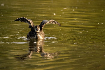 bird, beak, feathers, lake, water, nature, reflection, great Crested Grebe