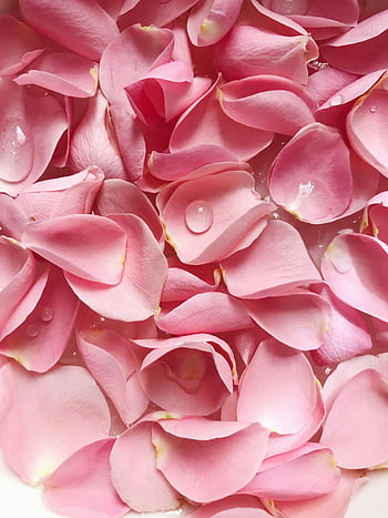 pink rose petals, dew drops, romantic floral background, fresh flowers, gentle pink petals, floral texture, romantic flowers, pink petals, floral background, dewy petals, soft pink flowers
