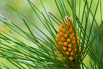 naturaleza, piña, pino, flor, Árbol, verde, planta, plantas