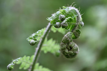 kapradina, Fern Frond, výhonek, růst, jaro, Příroda, zblízka, makro