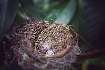 nest, bird's Nest, bird Nest, egg, eggs, bird Eggs, nature, natural