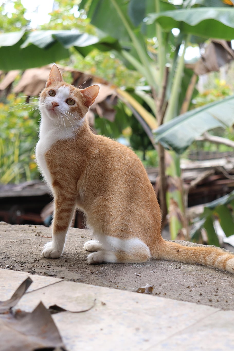 cat, gata, animal, pets