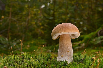 houba, les, podzim, mech, jedlý, jedlá houba, lesní podlaha