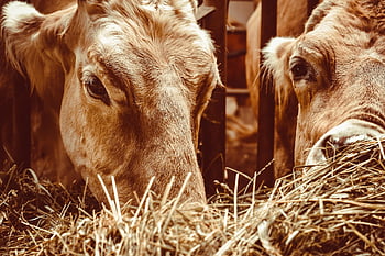 cattle, cows, animals, nature, farm Yard, feeding, mammals, ranch, landscape, farm Animals, livestock