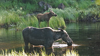 moose, pair, moose And Cow, wet, nature, wildlife, family, animal, outdoor, outdoors, lookie-there