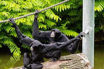 siamang gibbons, interacting, log, water, verdant zoo, daytime, rope, brown wooden log, body of water, zoo setting, animals
