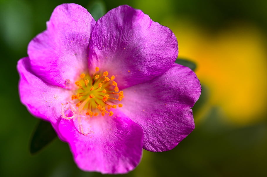 portulaca, růžový květ, růžové okvětní lístky, žluté pestíky, květ, portulacaceae, zahrada, romantický, Příroda