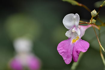 impatiens balfourii, virág, virágzás, virágzik, szirmok, növényvilág, bokeh, növény, természet, bezár, másolási hely