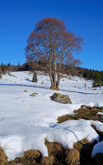 tree, snow, winter, nature, beech, snowdrift, frost, cold, snowscape, landscape