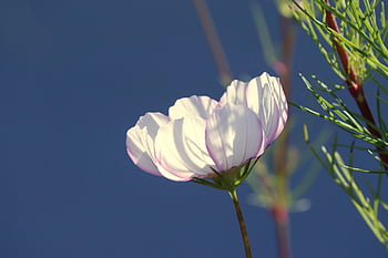 cosmea, cosmos, flower, cosmos Flower, plant, pink Flower, beautiful Flowers, flower Background, blossom, bloom, garden