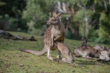 kangaroo, joey, marsupial, eastern Grey Kangaroo, macropus Giganteus, animal, mammal, herbivore, nature, pouch, fauna
