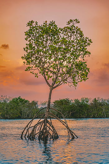 single tree, backwater sunset, vibrant mangrove, Munroe Island, India, vivid reflections, sunset background, mangrove roots, water reflections, nature photography, scenic landscape