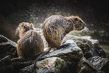 beaver Rat, nutria, water Rat, water, wildlife, animal, nature, fur, rodent, wildlife Park Poing