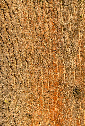 rough tree bark, detailed texture, natural patterns, tree bark texture, background image, natural hues, tree bark patterns, detailed tree bark, natural background, tree bark close-up, bark texture