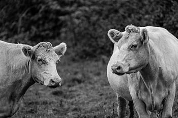 cow, cattle, close, animal, farm, agriculture, looking, livestock, domestic, beef, dairy