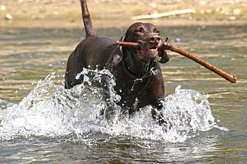 dog, fetch, river, german Shorthaired Pointer, hunting Dog, purebred, nature, pet, animal, domestic Dog, canine