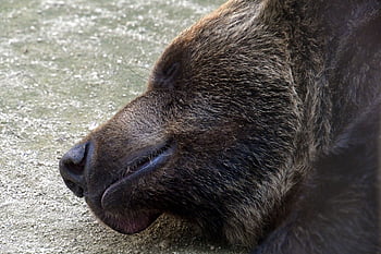 bear, big, face, sleep, brown Bear, sleeping, resting, hibernating, hibernate, mammal, predator