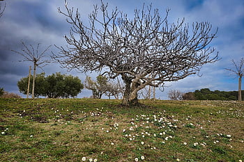 Baum, Feigenbaum, Feige, Wiese, Feld, Himmel, Wolken, Mittelmeer, kahler Baum, einsam, Winter