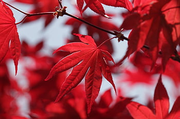red Maple Leaves, maple Leaves, red Leaves, leaves, foliage, nature, botany, maple Tree, leaf, sky, tree