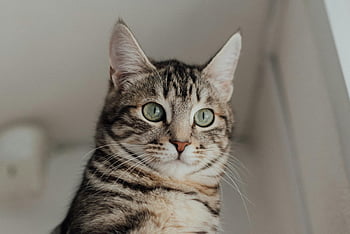 Tabby-Katze, grüne Augen, Nahaufnahme, pelzige Details, flacher Fokus, Innenkatze, süße Katze, Tierfotografie, Haustierfotografie, Hauskatze, Katzenporträt