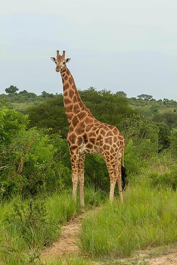 żyrafa, zwierzę, safari, dzikiej przyrody, ssak, dziki, pustynia, sawanna, Natura, park narodowy murchison, uganda