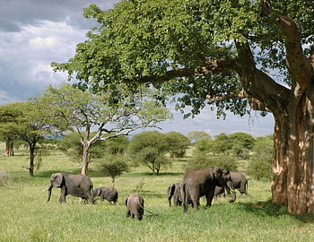 afrických slonů, šedé slony, zelený strom, zelená tráva, savana, během dne, stádo, pastvy, velké stromy, zářivá zelená, volně žijících živočichů