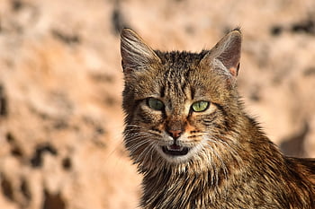cat-stray-animal-staring-pet-portrait-ho