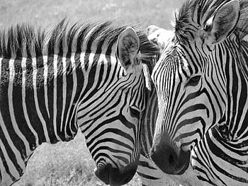 ζέβρα, το hartmann, λωρίδα, άγρια ​​ζωή, Αφρική, φύση, mountain zebra, άλογο, θηλαστικό ζώο, ζωικό πορτρέτο, Νότια Αφρική