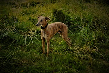 whippet, dog, meadow, domestic Animal, greyhound