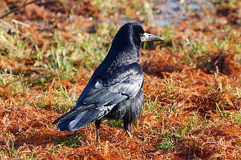 crow, bird, animal, wildlife, black Bird, feathers, plumage, beak, grass, nature