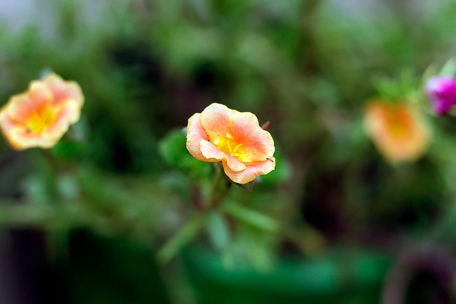 flower, orange Flower, petals, bloom, blossom, orange Petals, flora, floriculture, horticulture, botany, nature