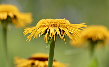 Alan, vero alant, helene erbe, inula helenium, fiori gialli, pianta medicinale, erba