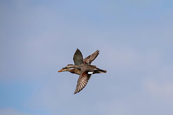 birds, ducks, flying Bids, sky, avian, nature