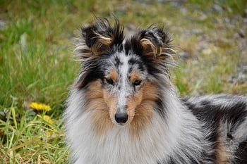 dog, female Dog, shetland Sheepdog, dog Pure Breed, princess Bitch Blue, dog Blue Eyes, muzzle End, mammal, canine, doggie, pet