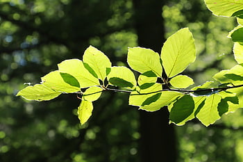 leaves, deciduous Tree, forest, nature, green, spring, branches, background, structure