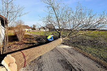 tree, forest Work, felling, tribe, timber, sawed Off, nature, like, tree Trunk, bark, chainsaw
