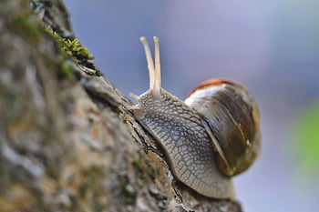 hlemýžď, shell, měkkýš, senzor, sliz, plazit se, zpomalit, kryt, zvíře, Příroda