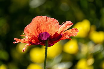 poppy, beautiful Flowers, flower Background, flower, red Poppy, red Flower, petals, flower Wallpaper, red Petals, blossom, bloom