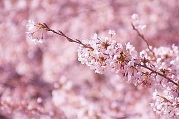cherry Blossoms, cherry, spring, nature, flowering, pink, white, japan