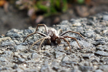 hämähäkki, kihara metsästyshämähäkki, nosferatus-hämähäkki, suden hämähäkit, arachnid, kahdeksan jalkainen, arachnophobia, lähikuva, olla hullu, web-hämähäkki, arachno-