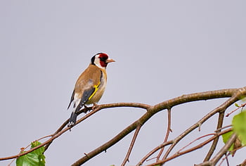 Stieglitz, carduelis carduelis, cardellino, uccello, uccello canoro, animale, fringuello, uccello del giardino, uccello selvatico, multicolore